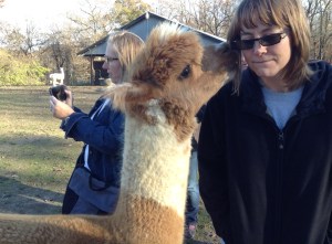 TPK Retreat 2015 Alpaca and Ginger