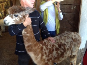 TPK Retreat 2015 Alpaca Giraffe
