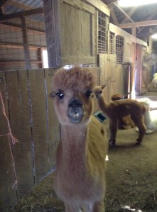 TPK Retreat 2015 Alpaca overbite