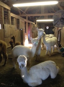 TPK Retreat 2015 Alpacas