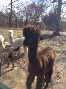 TPK Retreat 2015 brown alpaca